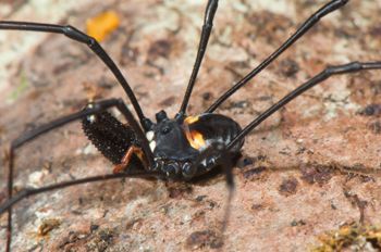 Media type: image;   Invertebrate Zoology 129583